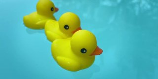 黄色的橡皮鸭在游泳池里游泳