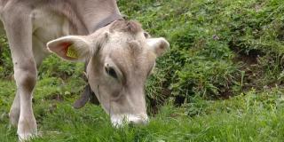 年轻的棕色小牛在吃草，瑞士山区春天的草地，大自然的天然食物提供新鲜健康的牛奶