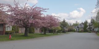 樱花在城市的一个住宅郊区社区