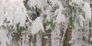 大雪从冷杉树枝上缓缓落下