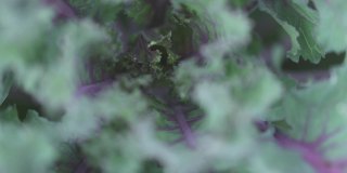 特写中央视图的装饰卷心菜紫色绿色的花叶子旋转缩放