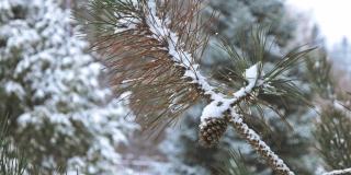 紧闭的松树树枝上覆盖着新鲜的雪