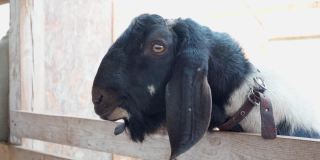 盎格鲁-努比亚品种的没有角的黑山羊被孩子用木头抚摸