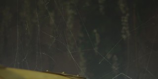 葡萄酒仓库里蜘蛛网的特写镜头。橡木酒桶附近的蜘蛛网的特写镜头。