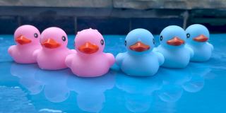 蓝色和粉色的橡皮鸭在泳池里，性别揭示派对