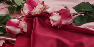 粉红色的玫瑰，粉红色和深粉红色的缎子窗帘，背景