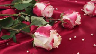 玫瑰，珍珠和深粉色缎子，背景视频素材模板下载