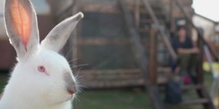 美丽可爱的白色绒毛兔子特写。野兔。Copyspace复活节兔子