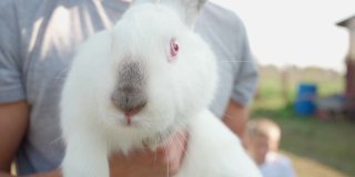 法默近距离抱着可爱的白色绒毛兔子。野兔。喜欢复活节