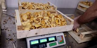 农场工人用重量秤测量木箱里堆放着的有机和成熟的黄色鸡油菌
