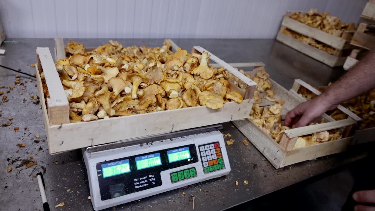 农民工人，用黄色的鸡油菌称量木箱的重量