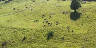 牛在草地上吃草的画面