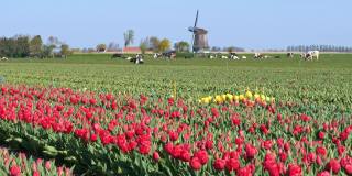 典型的荷兰景观，有风车、奶牛和郁金香