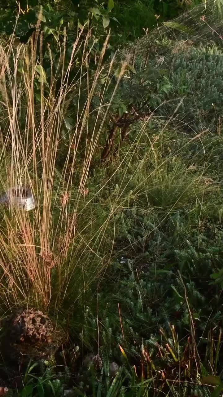 水从花园软管的喷淋器和花坛喷射