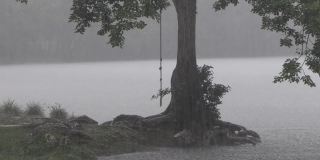 一串串挂在雨中的逗号树，雾蒙蒙的灰大气，黑暗而紧张