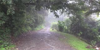 热带丛林里的石路，雨季里雾气弥漫，绿油油的植物丛生