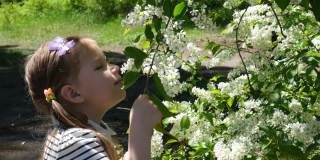 儿童花粉过敏。小女孩闻鸟樱桃花，打喷嚏和擤鼻子因为季节性过敏。春季过敏的概念。