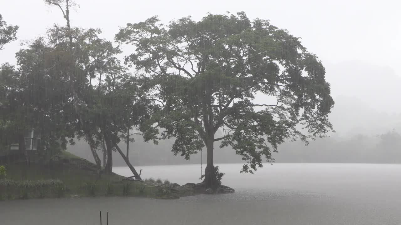 树在雨中湖边的薄雾(阴森恐怖惊悚的气氛)