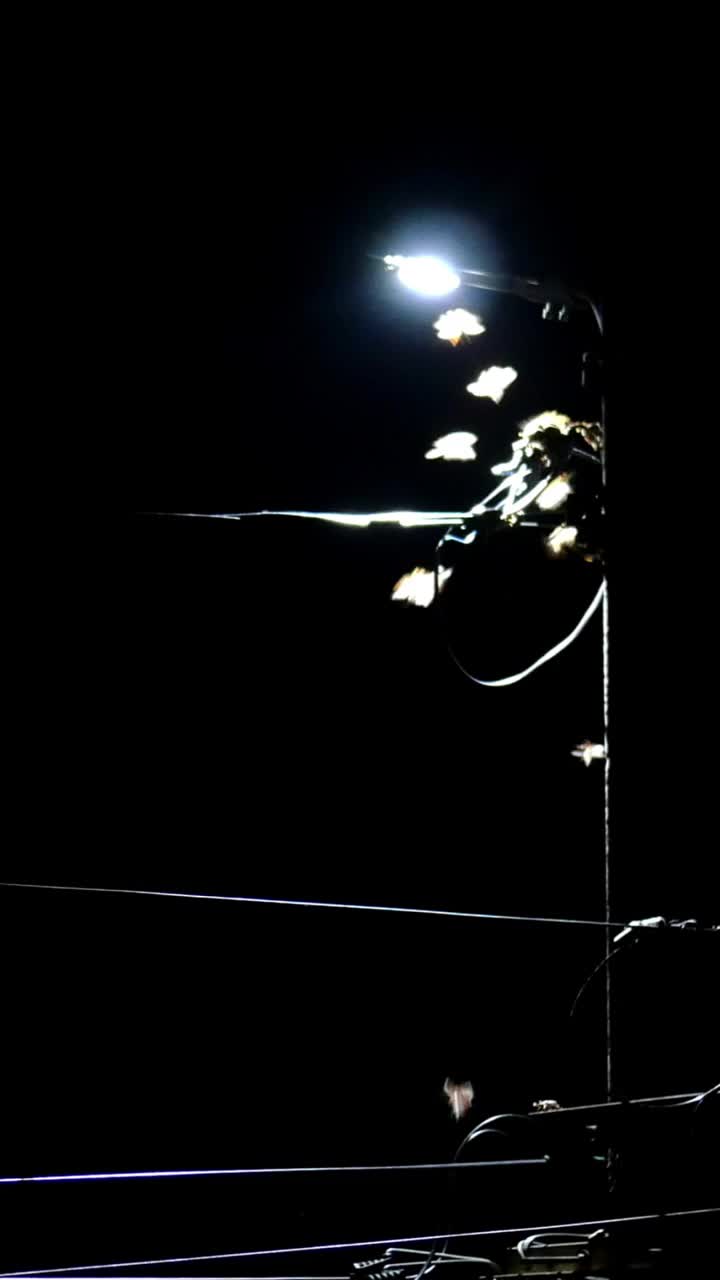 夏天的夜晚，许多大型昆虫在发光的路灯周围飞来飞去。特写镜头。