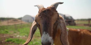 有角的棕色盎格鲁-努比亚山羊在农场的田野里吃草。农业。哺乳动物