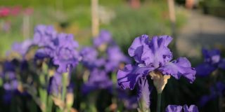 紫色，鸢尾花在花园的特写