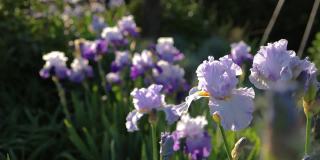 紫色，鸢尾花在花园的特写