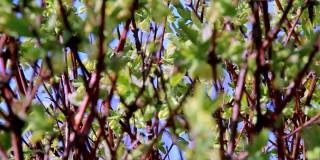 春光明媚的花园里一丛树枝上有鲜花和飞舞的蜜蜂和大黄蜂，特写，选择性聚焦，淡淡的春风，映衬着明亮的蓝天。