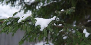 冬季被雪覆盖的云杉树枝的特写镜头。有选择性的重点