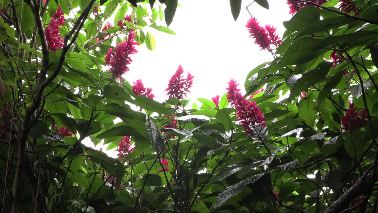 热带丛林中粉红花朵的天空，宗教神秘的气氛接近上帝