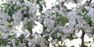 日落时分，白色的苹果树上开满了花。选择性聚焦春季