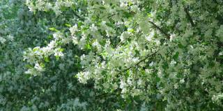 苹果树在春天盛开的花园里。光模糊背景。特写镜头。春天开花