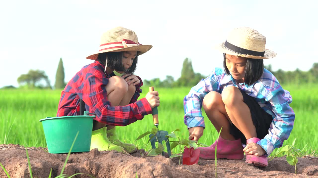 孩子们在稻田和蓝天的背景下种植这棵树