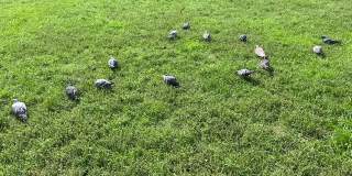 一群鸽子和麻雀在公园的绿色草地上吃草。