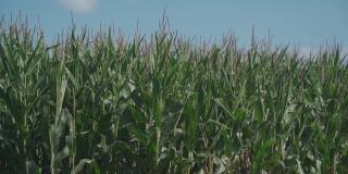 农业工业综合体，农业生产玉米作物生长在法国布列塔尼地区。农业和农作物生产，北欧农场。在准备收割的田地里收割玉米
