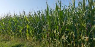 农业工业综合体，农业生产玉米作物生长在法国布列塔尼地区。农业和农作物生产，北欧农场。在准备收割的田地里收割玉米