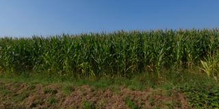 农业和农业，法国布列塔尼地区的农田。法国北部布列塔尼的绿色玉米田。谷物和饲料作物玉米。进行有机生产的农业用地
