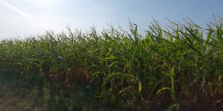 法国的农业是布列塔尼地区。夏末准备收割玉米的田地。在欧洲北部种植谷物作物玉米。法国布列塔尼地区玉米杂交田