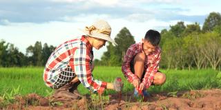 孩子和妈妈在稻田和蓝天的土壤上种植这棵树