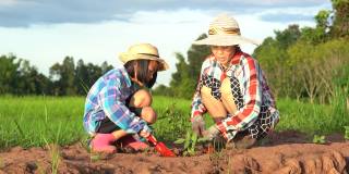 孩子和妈妈在稻田和蓝天的土壤上种植这棵树