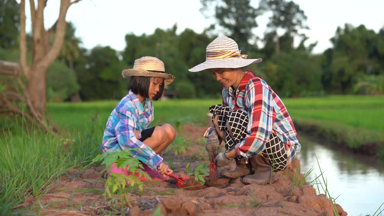 孩子和妈妈在稻田和蓝天的土壤上种植这棵树