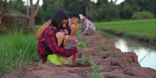 孩子们在稻田和蓝天的背景下种植这棵树