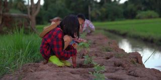 孩子们在稻田和蓝天的背景下种植这棵树