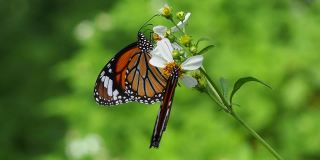 黑脉金斑蝶在雏菊上