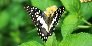 莱姆蝴蝶吮吸花蜜在西印度兰塔纳花