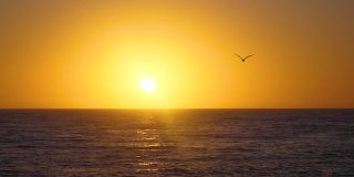 海鸥在日出时慢动作飞行
