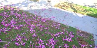 丝绵树的花瓣在地上，慢镜头180fps