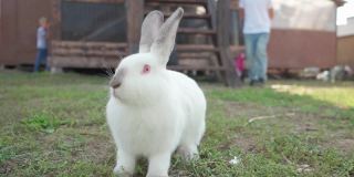 可爱的毛茸茸的兔子在农场吃草。兔子吃。复活节兔子