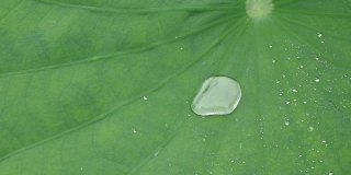 雨水滴在绿色的荷叶上