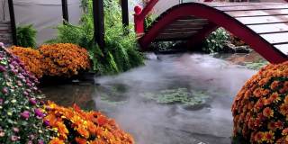 美丽的秋天的风景。秋天的花，池塘上的桥，水面上的雾