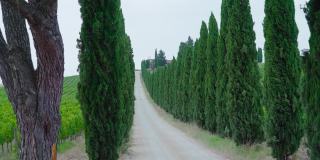 位于托斯卡纳的一条土路，两旁是典型的绿树